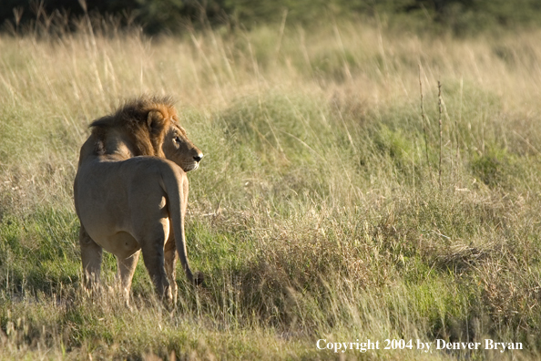 Male African lion in the bush.