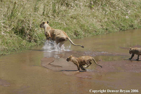 African lioness with cubs