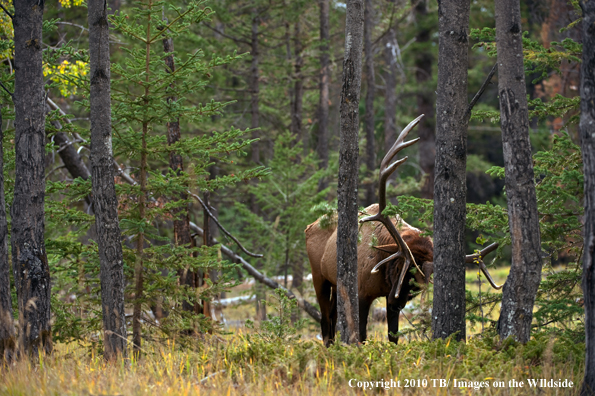 Rocky mountain elk in habitat.