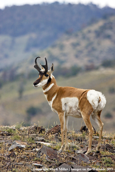 American Pronghorn Antelope buck in habitat.