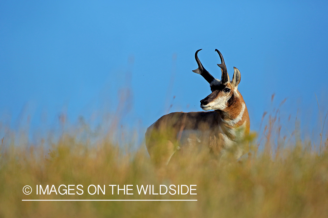 Pronghorn Antelope buck in habitat.