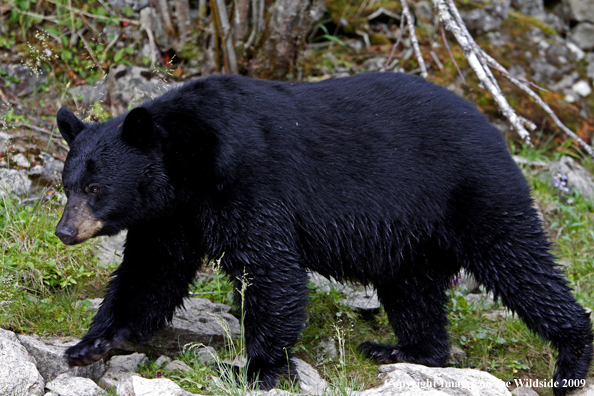 Black Bear in habitat