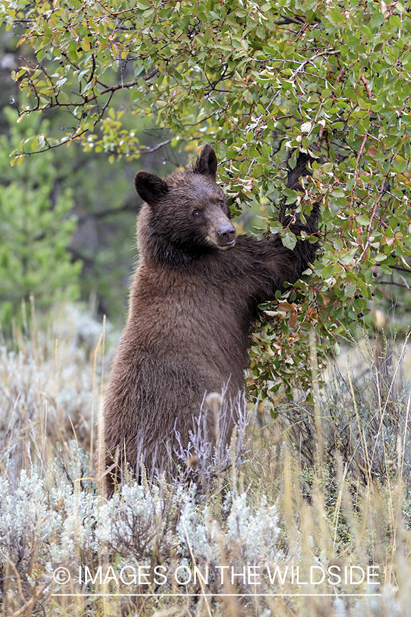 Black bear scavenging for berries. (brown-phase)