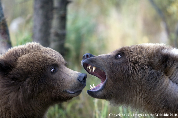 Grizzly/Brown bear cubs play fighting.