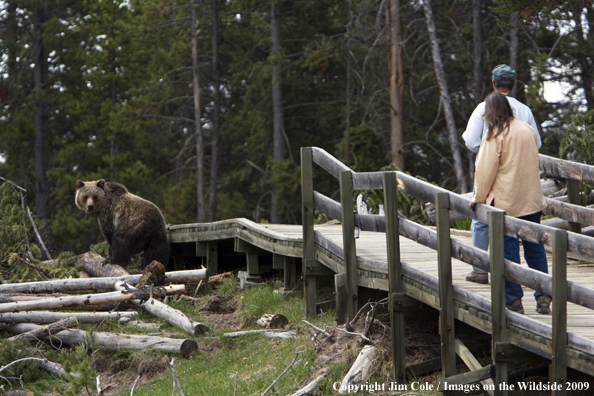 Hikers near Grizzly bear in habitat