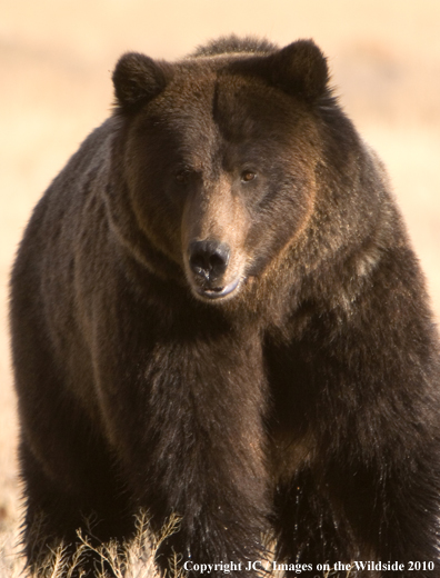 Grizzly bear in habitat. 