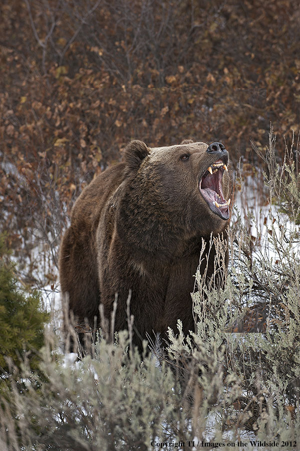 Grizzly Bear in growling.