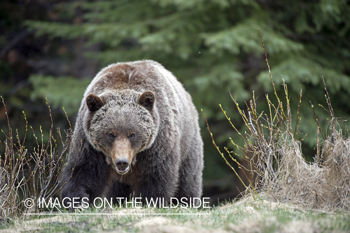 Grizzly bear in habitat.