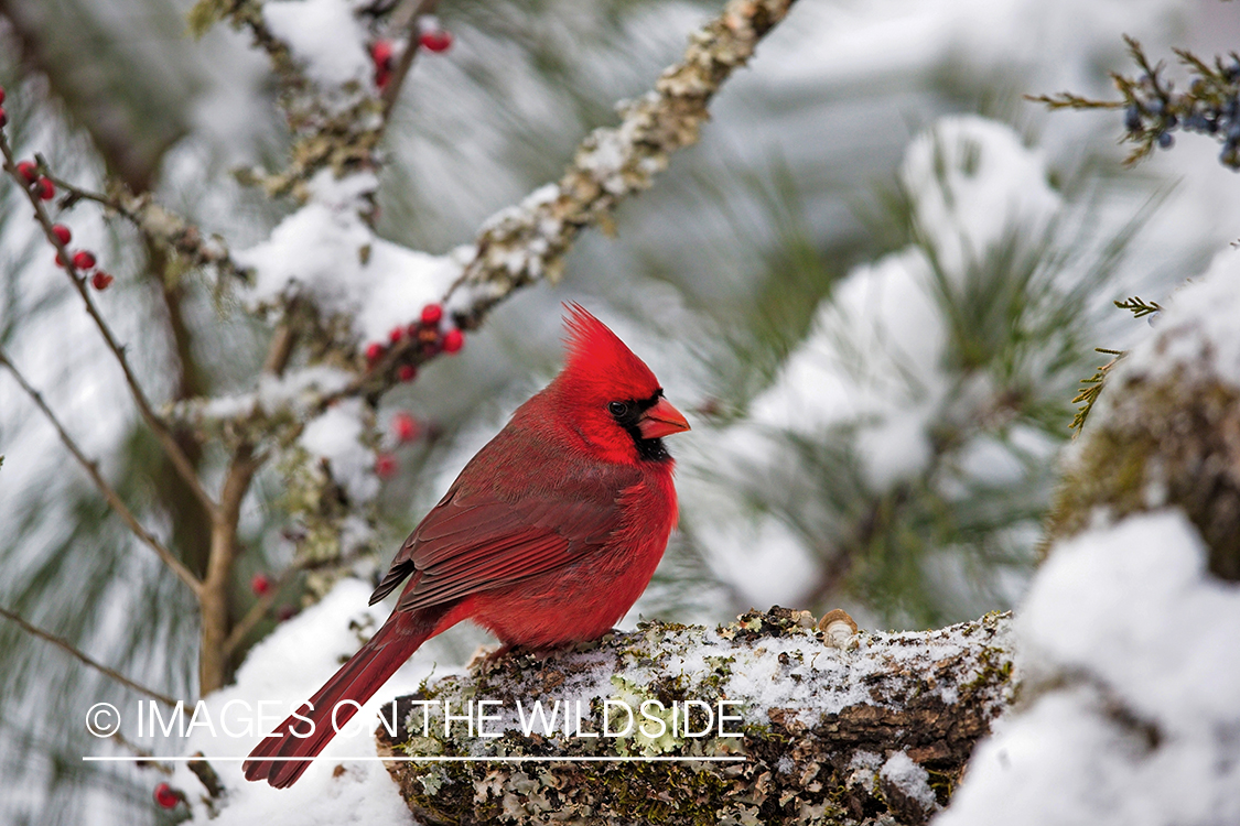 Northern Cardinal in habitat.