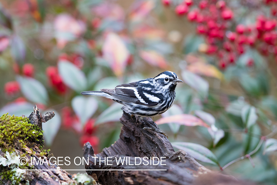 Black-and-white warbler on branch.