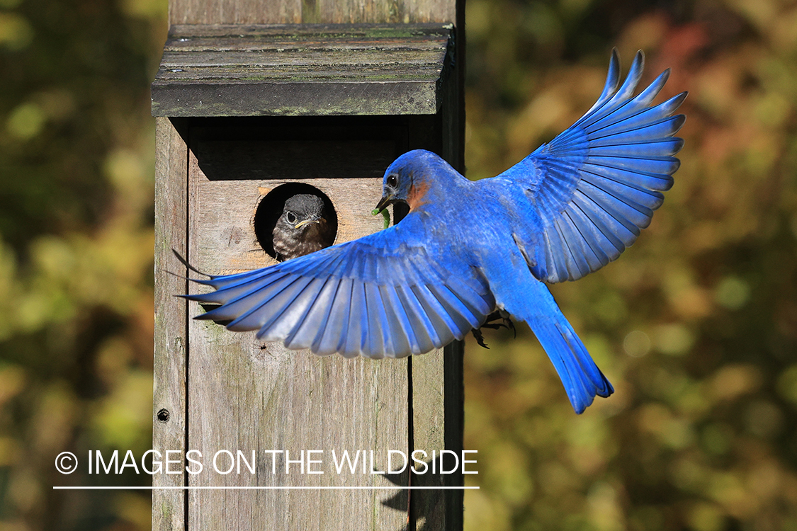 Eastern bluebird in front of bird house.