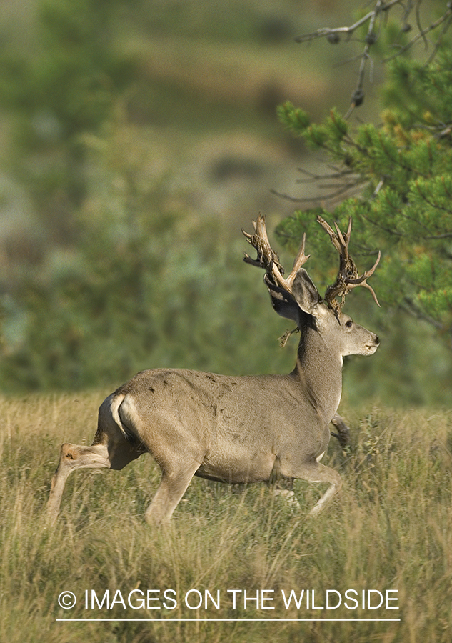 Mule deer in habitat.