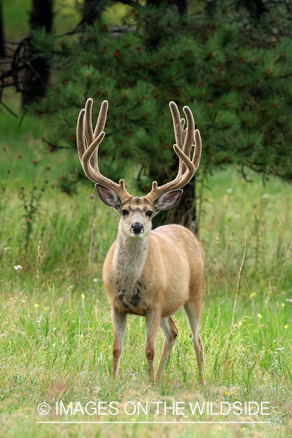 Mule deer buck in habitat. 