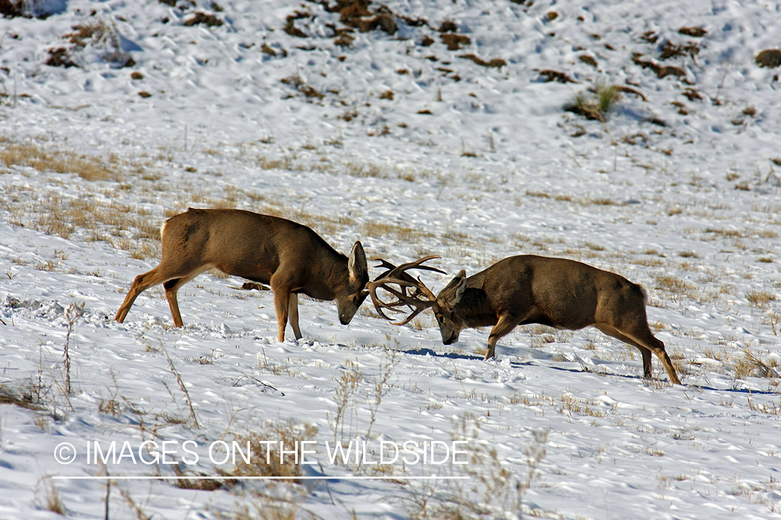 Mule deer bucks fighting. 