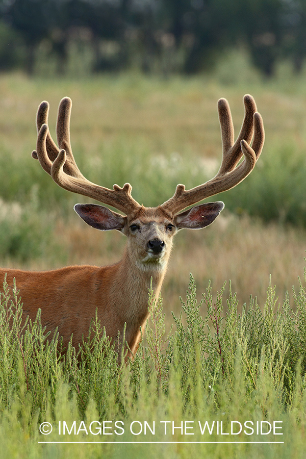 Mule deer buck in habitat.