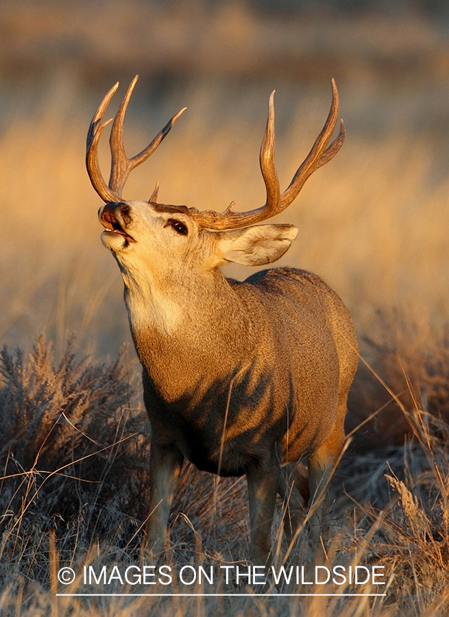 Mule deer buck grunting. 