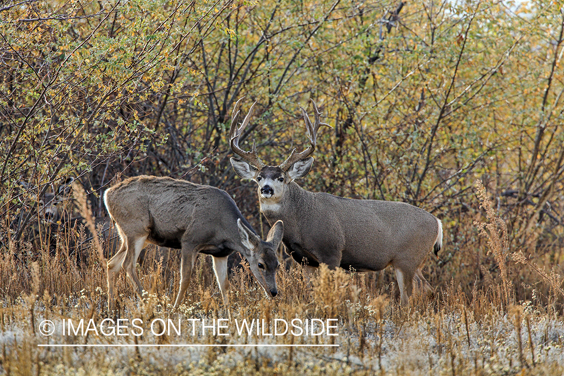 White-tailed buck with doe in late fall.