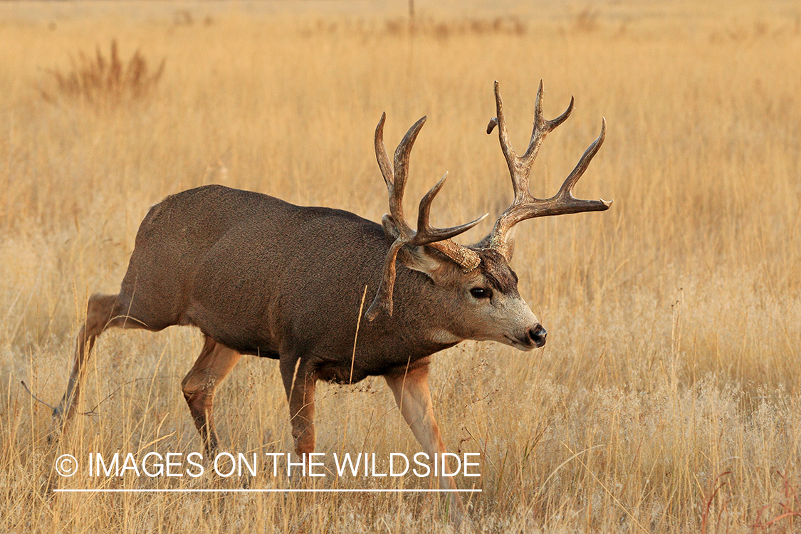 Mule deer buck in rut.