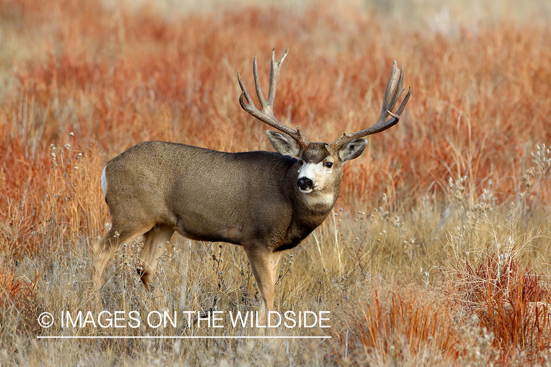 Mule deer buck in field.