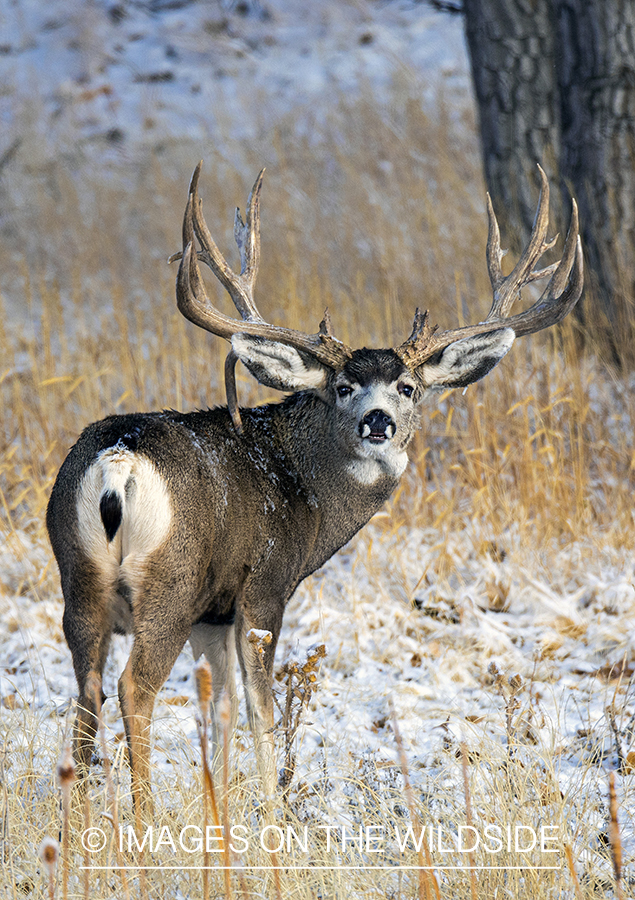 Mule deer buck in habitat.