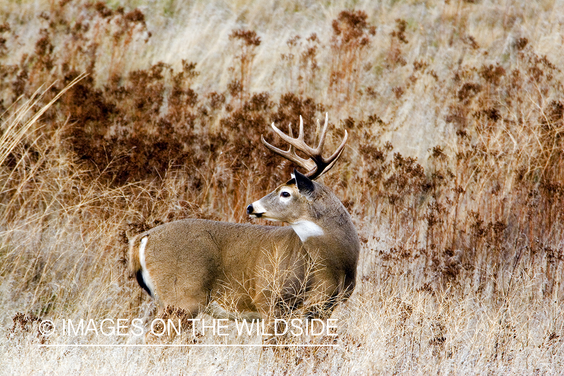 White-tailed deer in habitat