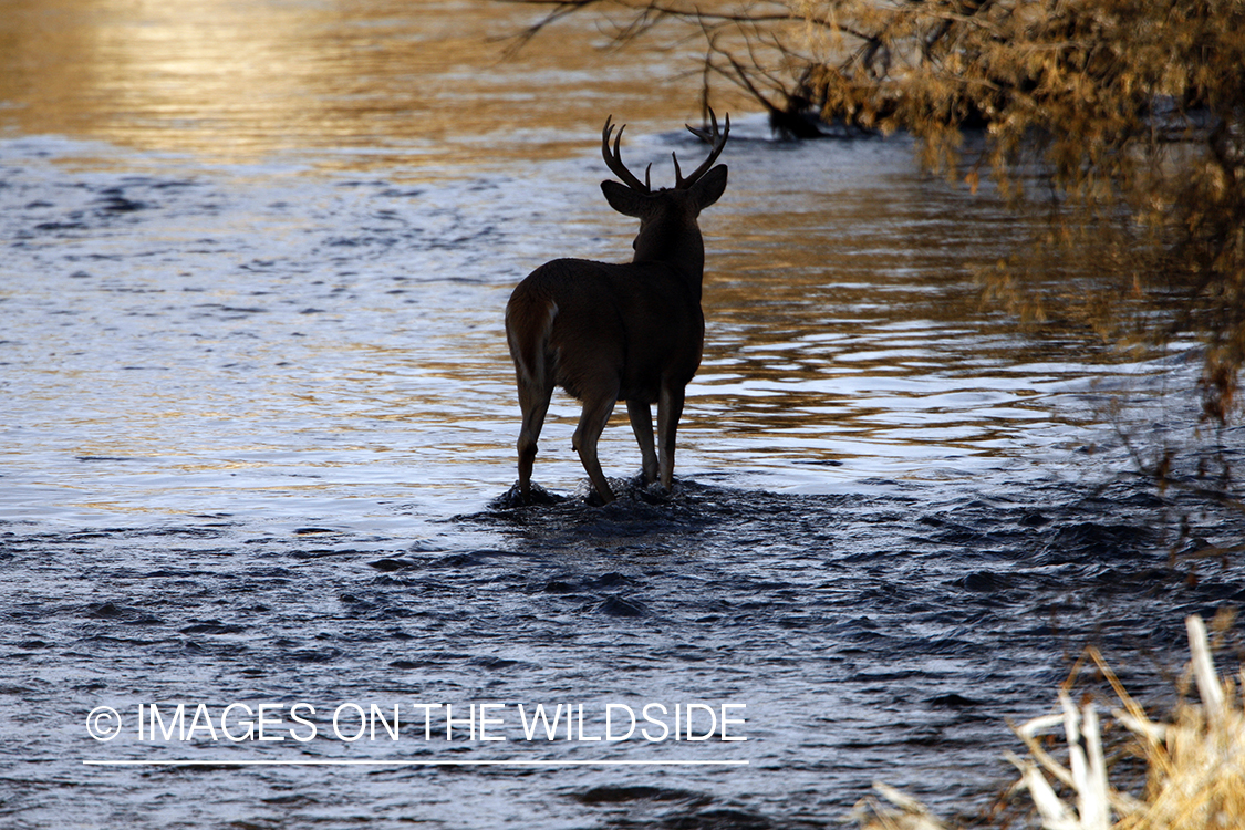 Whitetail Buck