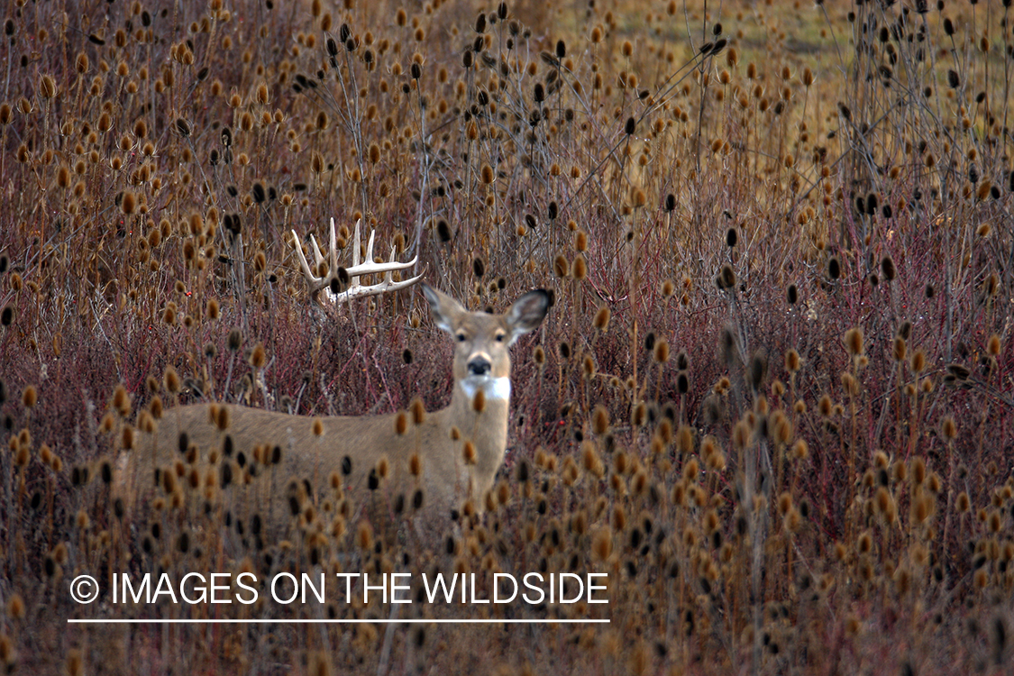 Whitetail Deer in Field