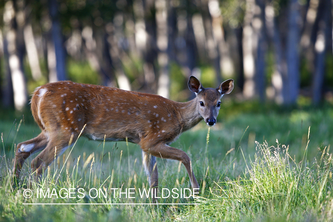 Whitetail fawn in habitat