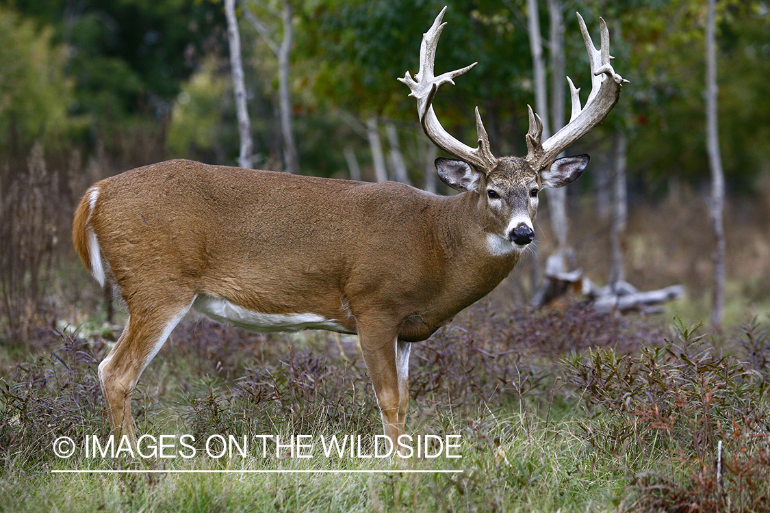 Whitetail buck in habitat