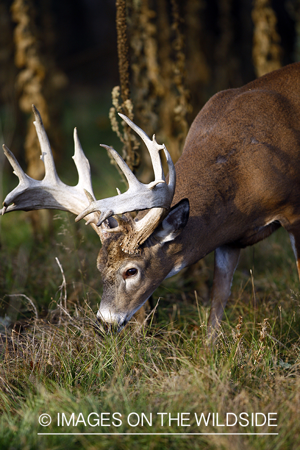 Whitetail buck in habitat