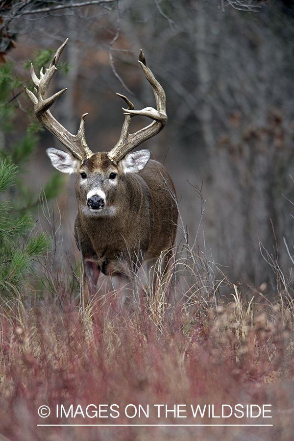 Whitetail buck in habitat.