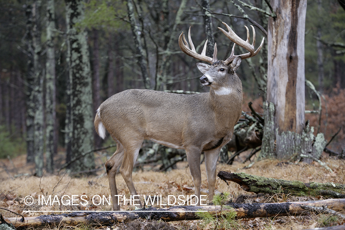 Whitetail buck in habitat.