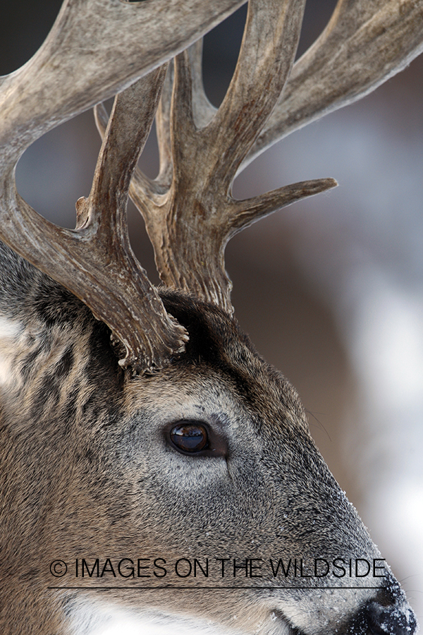 White-tailed buck in habitat.