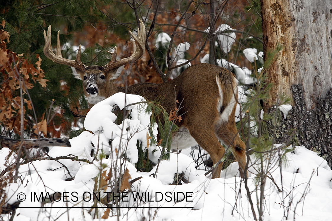 White-tailed buck in habitat.