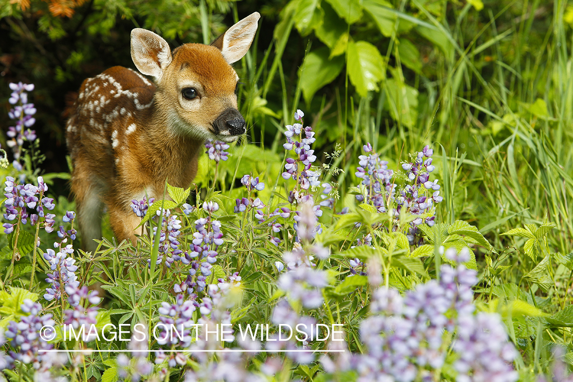 White-tailed Deer Fawns