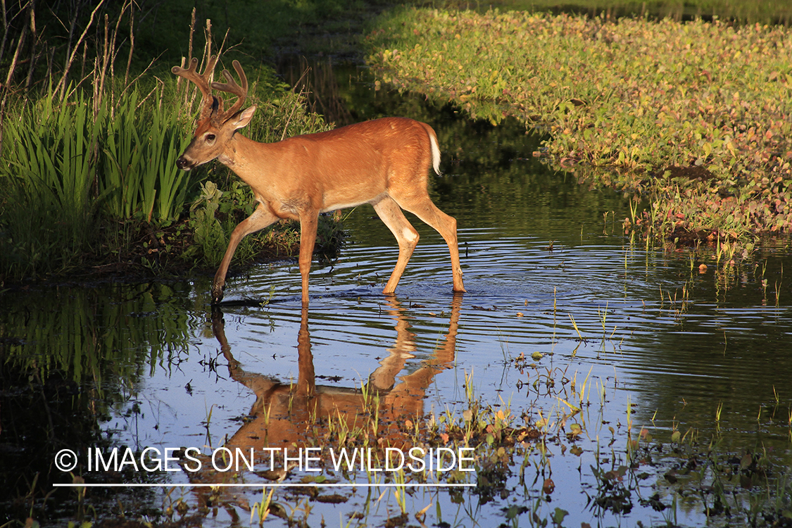 Whie-tailed deer apple creek