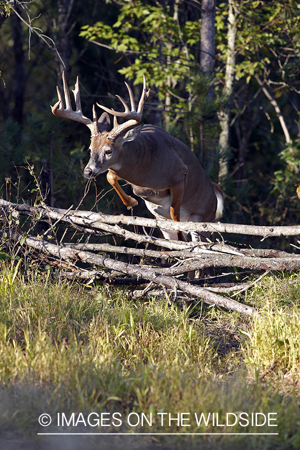 White-tailed buck in habitat