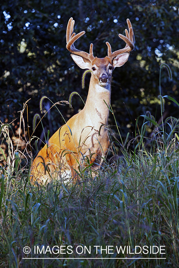 White-tailed buck in velvet 