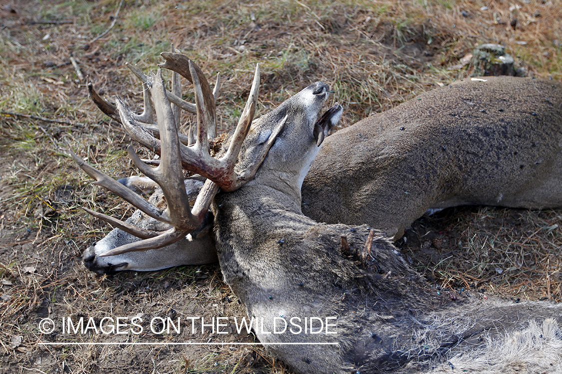 White-tailed bucks killed while fighting. *