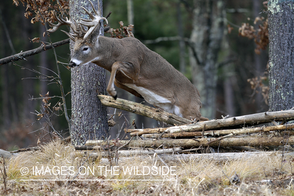 White-tailed buck in habitat. *