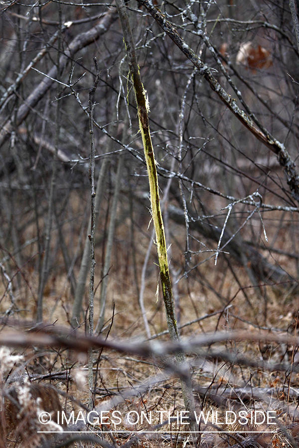 White-tailed deer rub. 