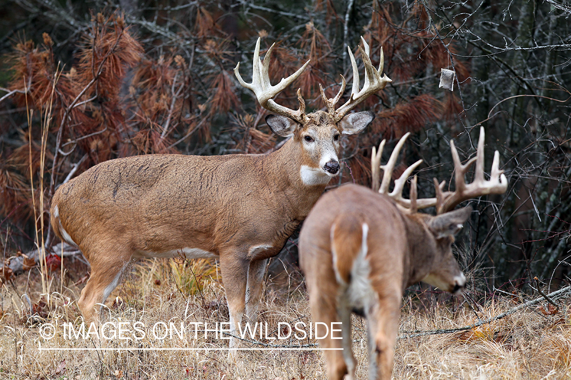 White-tailed bucks in habitat. 