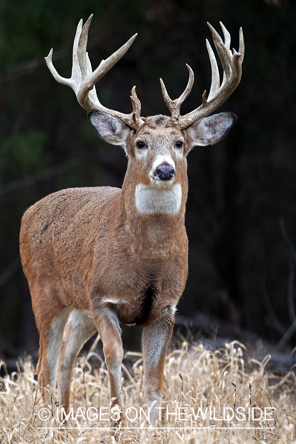 White-tailed buck in habitat. *