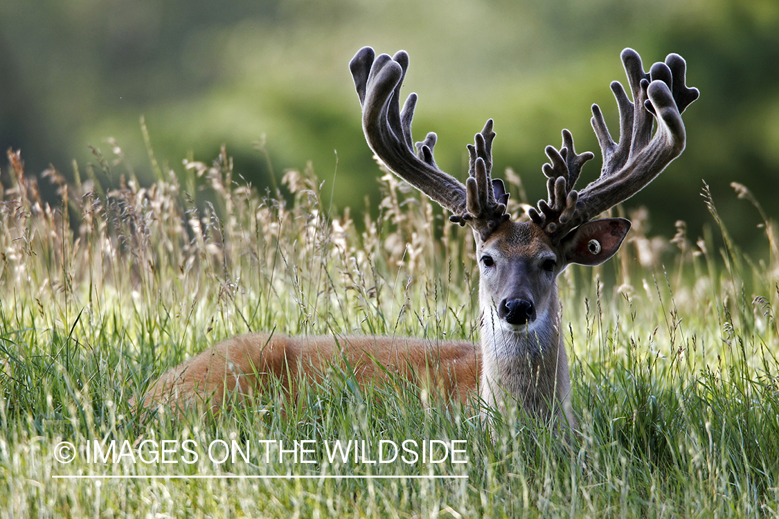 White-tailed buck in summer habitat *