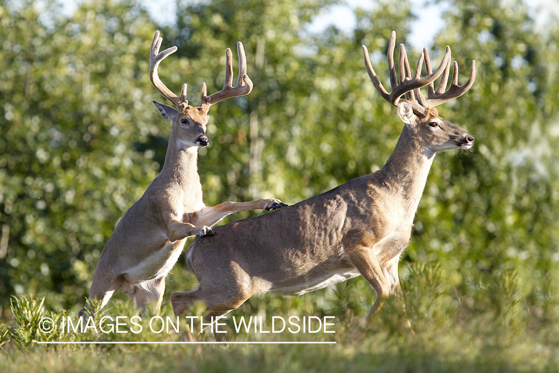 White-tailed bucks fighting. 