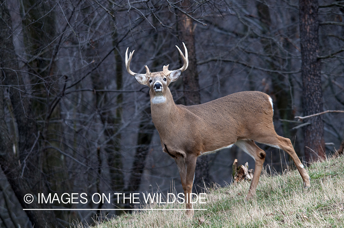 White-tailed buck in habitat. 