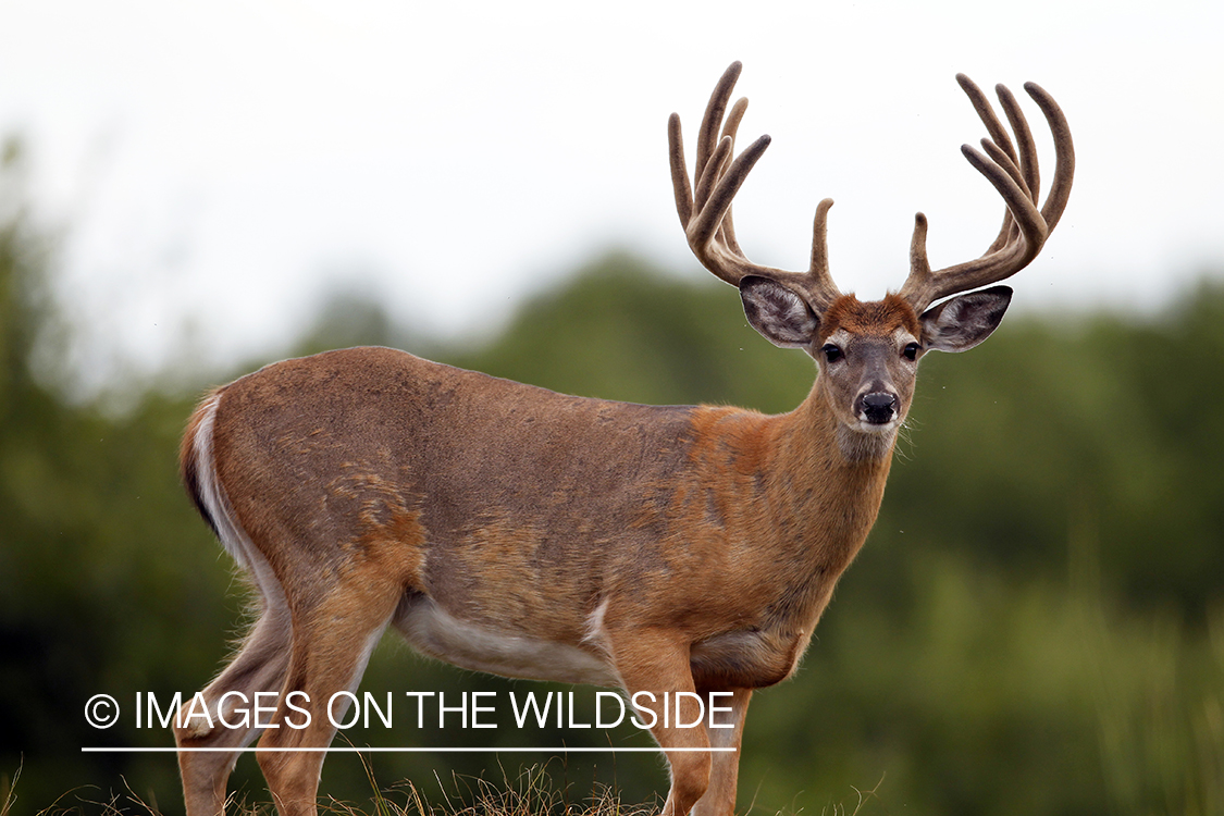 White-tailed buck in velvet.  