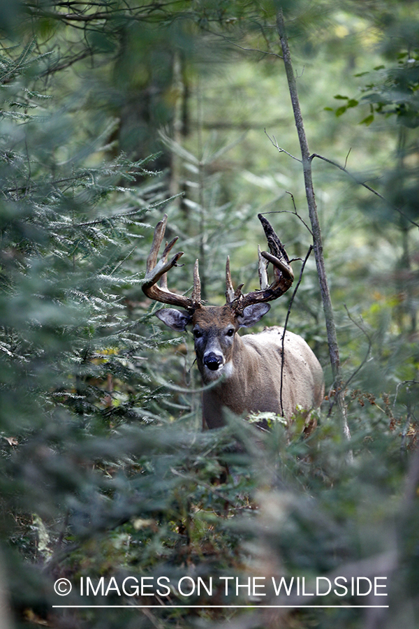 White-tailed buck shedding velvet.  