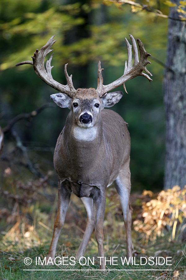 White-tailed buck in habitat. 