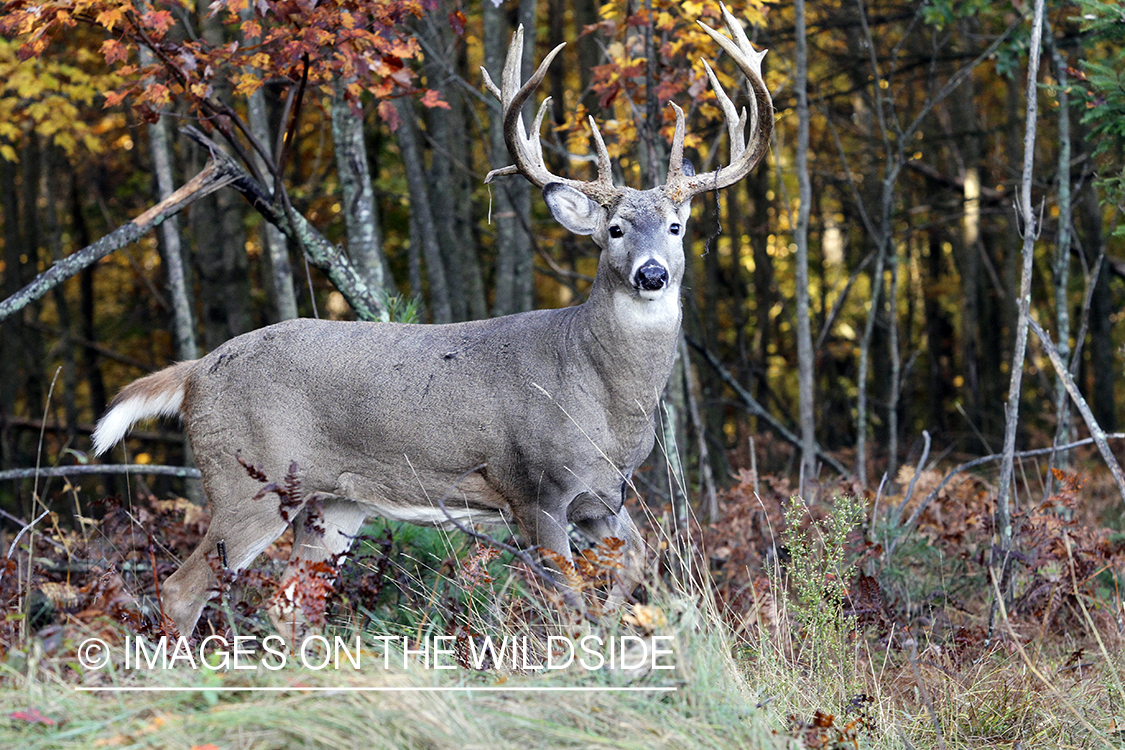 White-tailed buck in habitat. 